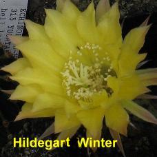 EP-H. Hildegard Winter.4.1.jpg 